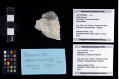 NHMW-GEO-2007z0149-0254_Ol_02.tifBrachyura indet.  (NHMW-GEO-2007z0149-0254)
